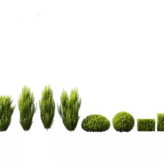 Taxus baccata wallpaper