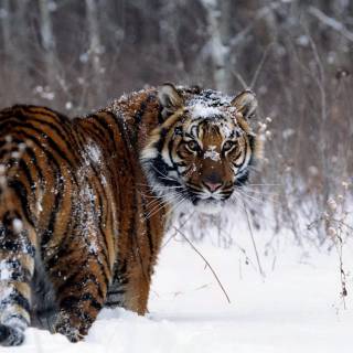 Tiger in snow wallpaper