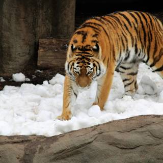 Tiger in snow wallpaper