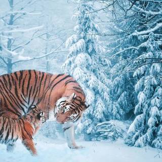 Tiger in snow wallpaper