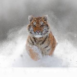 Tiger in snow wallpaper