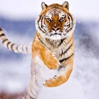 Tiger in snow wallpaper