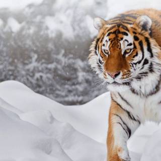 Tiger in snow wallpaper