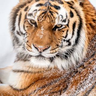 Tiger in snow wallpaper