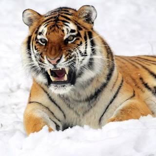 Tiger in snow wallpaper