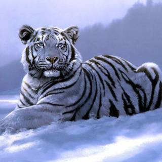 Tiger in snow wallpaper