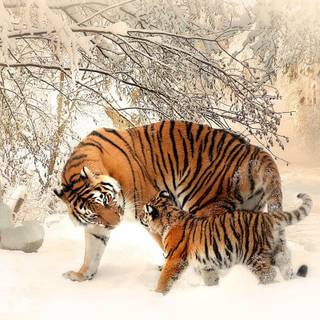 Tiger in snow wallpaper