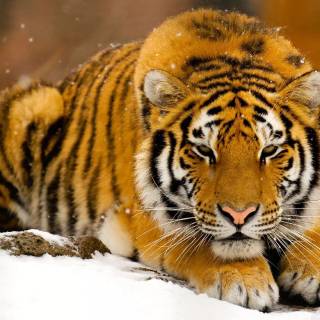Tiger in snow wallpaper