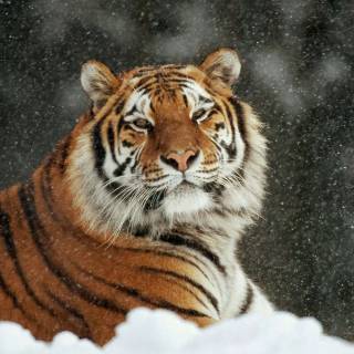 Tiger in snow wallpaper
