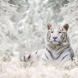Tiger in snow wallpaper