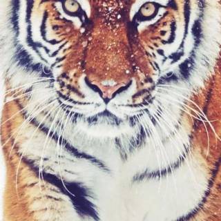 Tiger in snow wallpaper