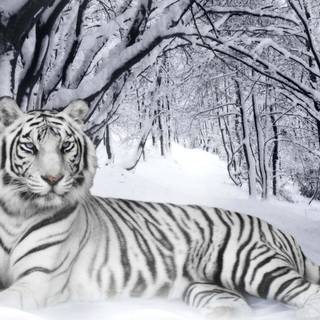 Tiger in snow wallpaper