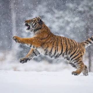 Tiger in snow wallpaper