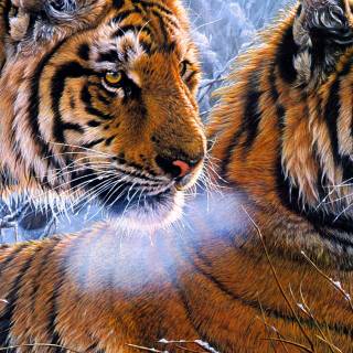 Tiger in snow wallpaper