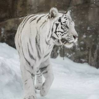 Tiger in snow wallpaper