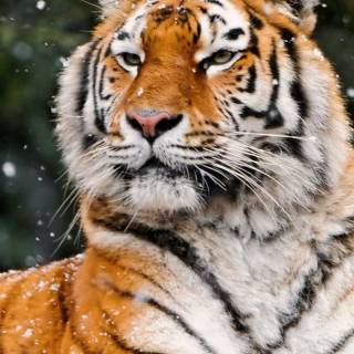 Tiger in snow wallpaper