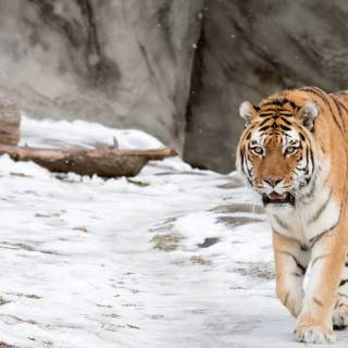 Tiger in snow wallpaper