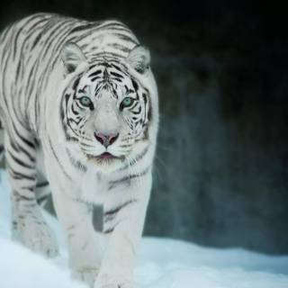 Tiger in snow wallpaper