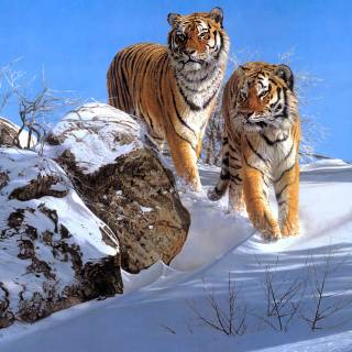 Tiger in snow wallpaper