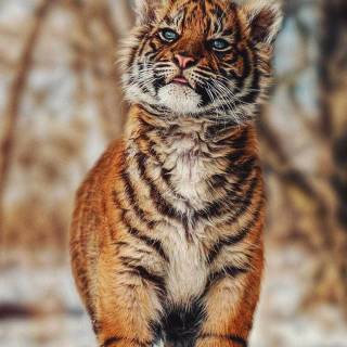 Tiger in snow wallpaper