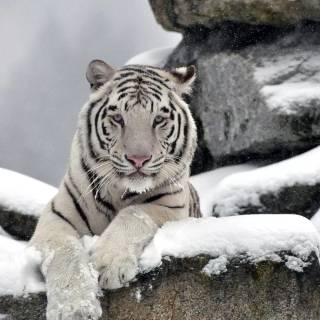Tiger in snow wallpaper