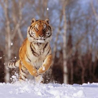 Tiger in snow wallpaper