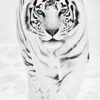 Tiger in snow wallpaper