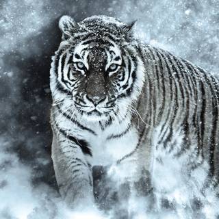 Tiger in snow wallpaper
