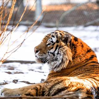 Tiger in snow wallpaper