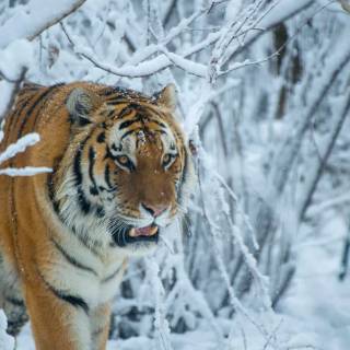 Tiger in snow wallpaper