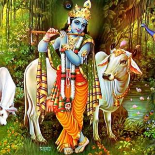 Krishna and cow wallpaper
