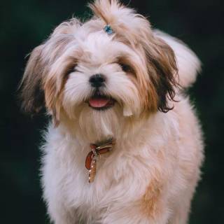 Chinese dog wallpaper