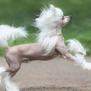 Chinese dog wallpaper