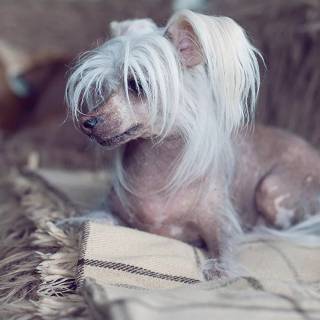 Chinese dog wallpaper