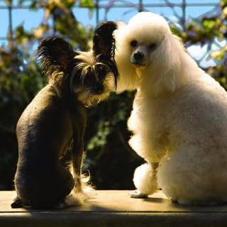 Chinese dog wallpaper