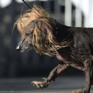 Chinese dog wallpaper