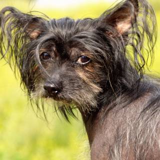 Chinese dog wallpaper