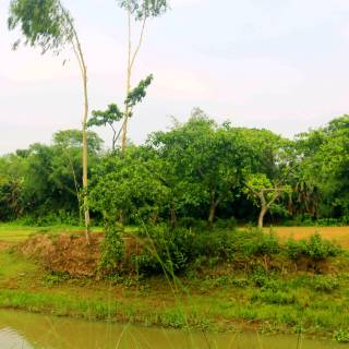 Bangladesh nature wallpaper