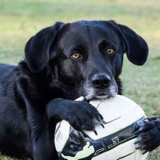 Dog soccer wallpaper