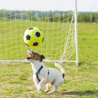 Dog soccer wallpaper