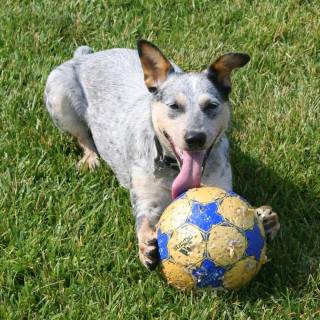 Dog soccer wallpaper