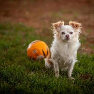 Dog soccer wallpaper