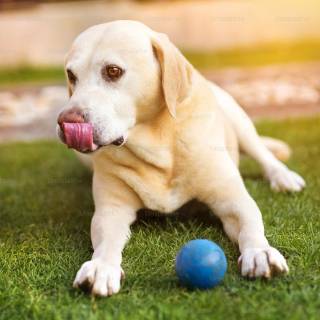 Dog soccer wallpaper