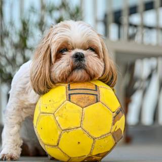 Dog soccer wallpaper