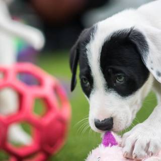 Dog soccer wallpaper