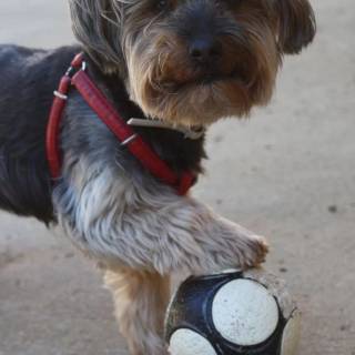 Dog soccer wallpaper