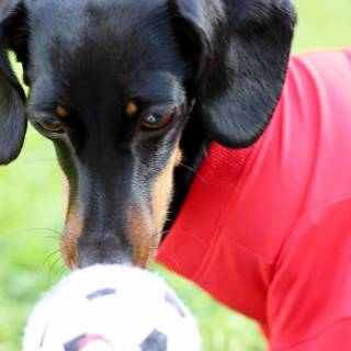 Dog soccer wallpaper