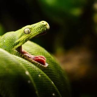 Funny snakes wallpaper