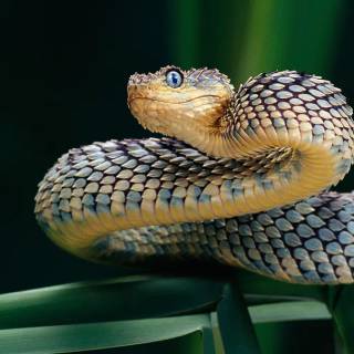 Funny snakes wallpaper