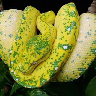 Funny snakes wallpaper